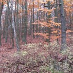 Mueggelberge01